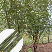 Hybrid Willow Cutting - Austree Variety - Salix - Fast Growth with Instructions