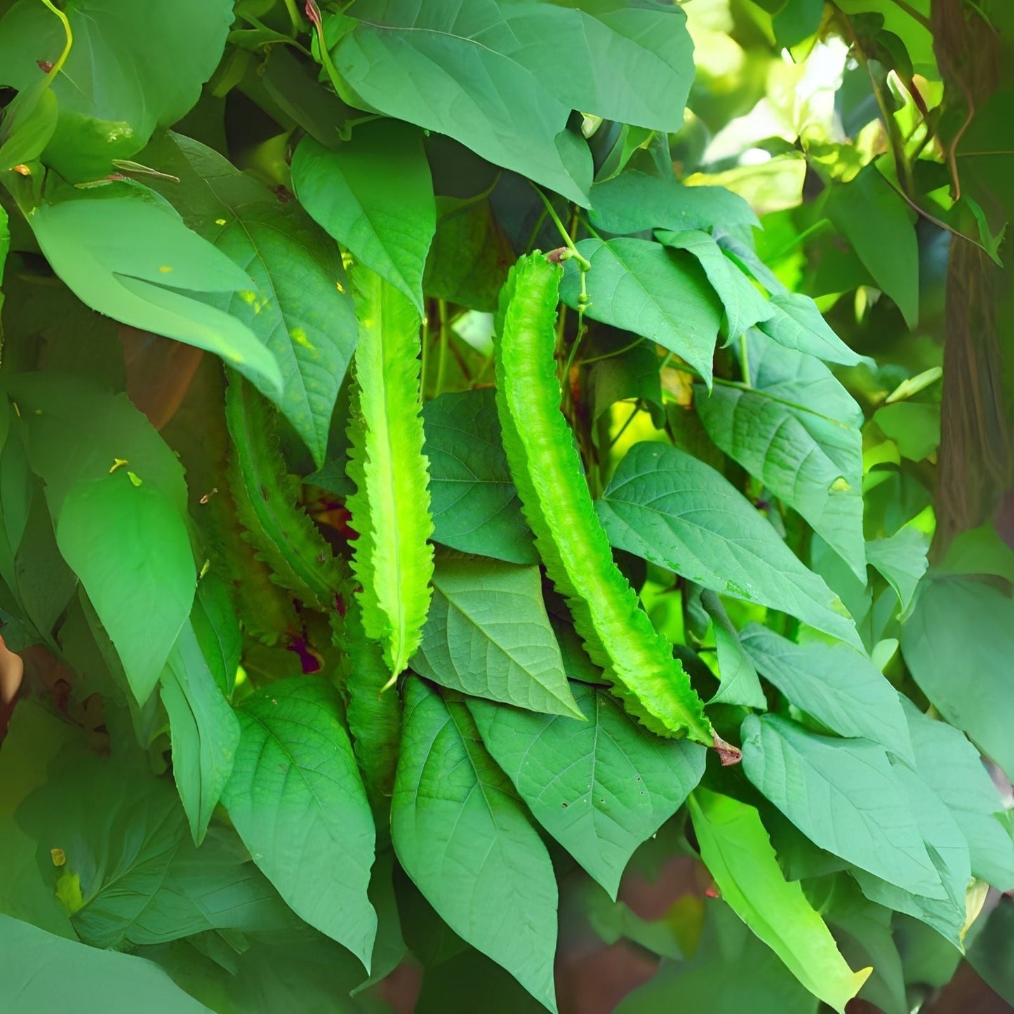 Wing Bean Seeds - 20 Pack - Easy to Grow Exotic Asian Winged Bean - Psophocarpus tetragonolobus
