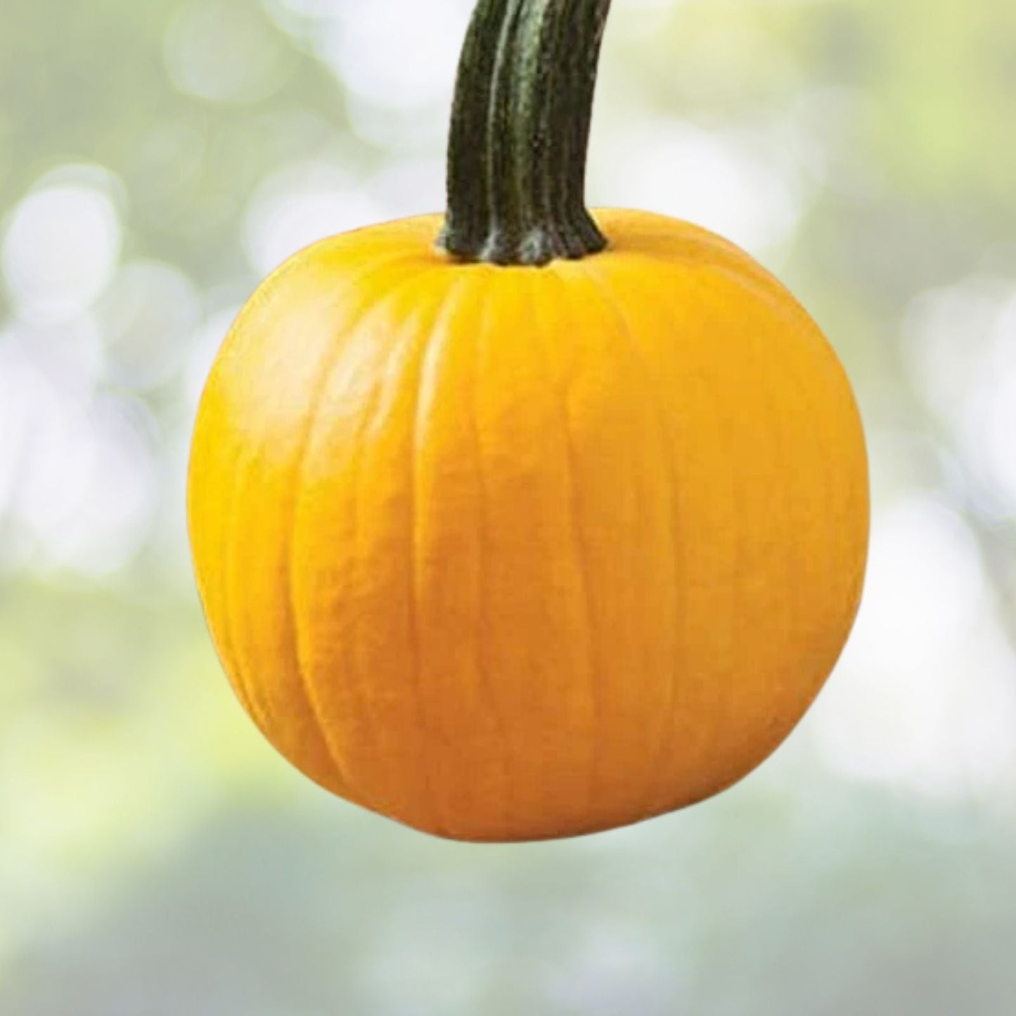 Yellow Pumpkin Seeds - 20 Count "Sunshine" Rare Variety for Planting - Cucurbita pepo