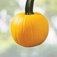 Yellow Pumpkin Seeds - 20 Count "Sunshine" Rare Variety for Planting - Cucurbita pepo
