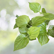 Live Organic Piper Lolot Plants (Lá Lốt) - 12"+ Bare Roots for Culinary Use - Fresh Herb, Edible Leaves (Piper sarmentosum)