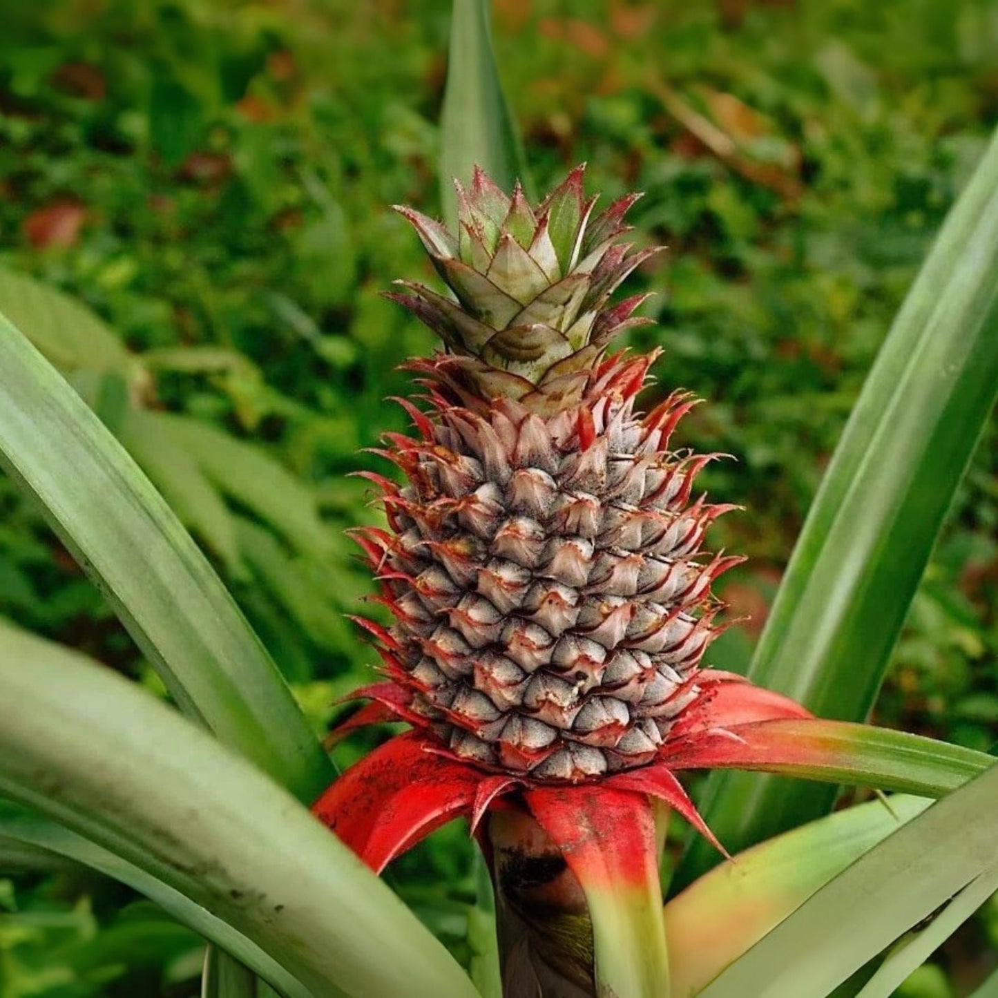 Wild Pineapple Seeds (10 Seeds) - Bromelia Pinguin - Tropical Edible Plant for Gardening and Landscaping