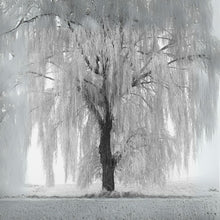 White Willow Tree Cutting - Silver Leaf Variety - Salix alba - Easy to Grow Indoor/Outdoor Plant