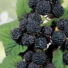 Jewel Black Raspberry Plant - Live Rooted Starter Plant - Midseason - Rubus idaeus - Zones 4-8