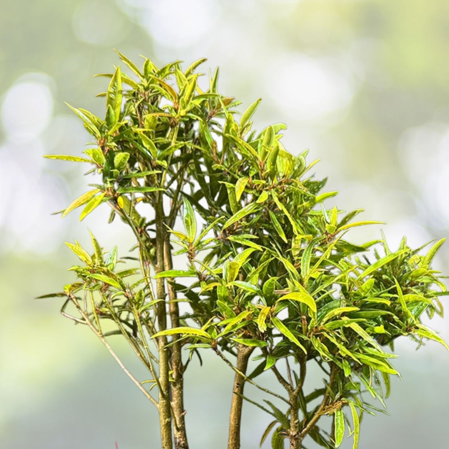 Willow Bonsai Tree Forest Kit - 8 Inch Pot, Soil, 15 Trees - Perfect for Beginners - Salix spp.