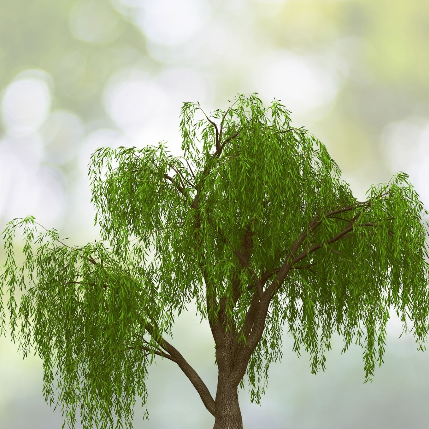 Thin Hybrid Willow Tree Cuttings for Planting - Bulk Amounts - Salix × sepulchralis - Ideal for Privacy Screens