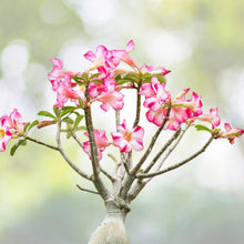 Desert Rose Live Plant 10 Inches Adenium obesum 3-5 Years Old Indoor/Outdoor Succulent