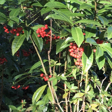 Organic Coral Berry Plant 1.5-2 Ft Ardisia crenata - Native Ornamental Plant for Gardens and Landscapes