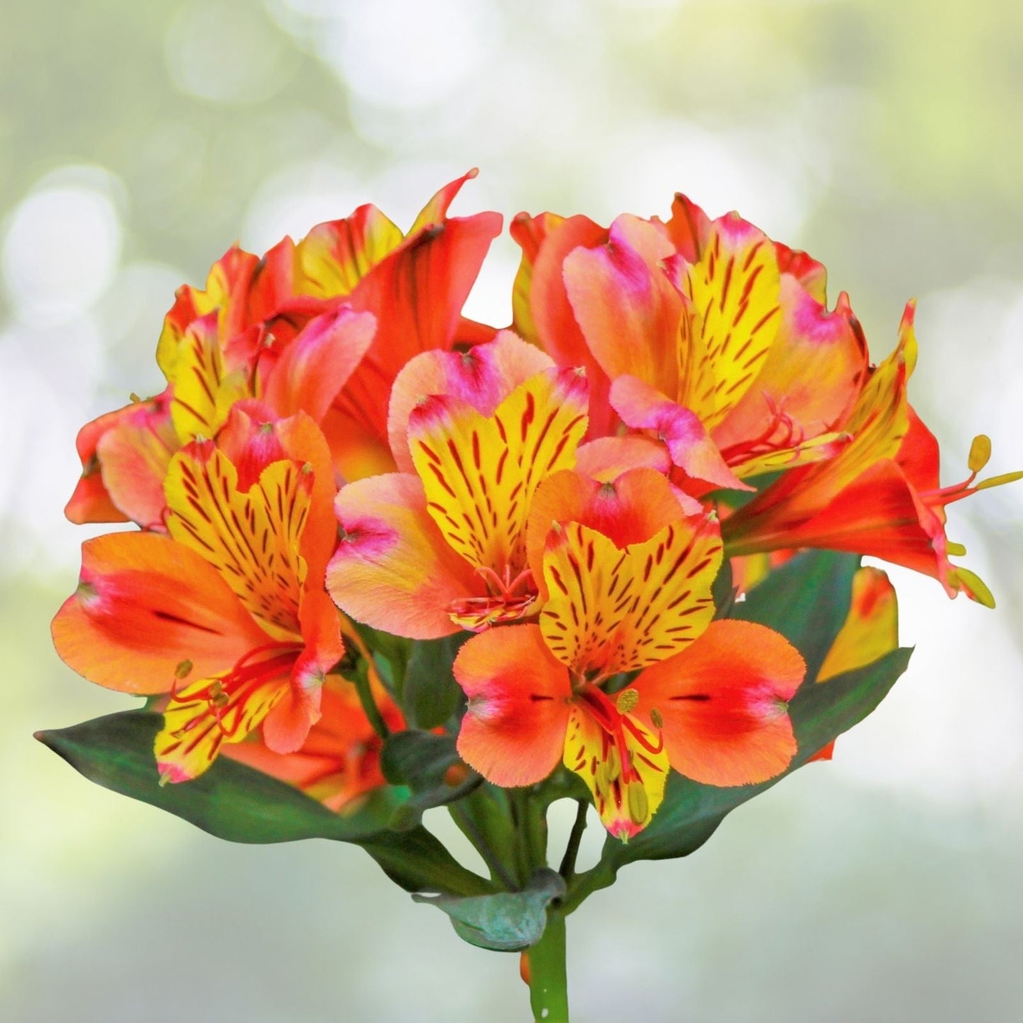 Peruvian Lily Tuber - Parrot Flower, Astromelia Psittacina, Hummingbird Attraction - 1 Tuber