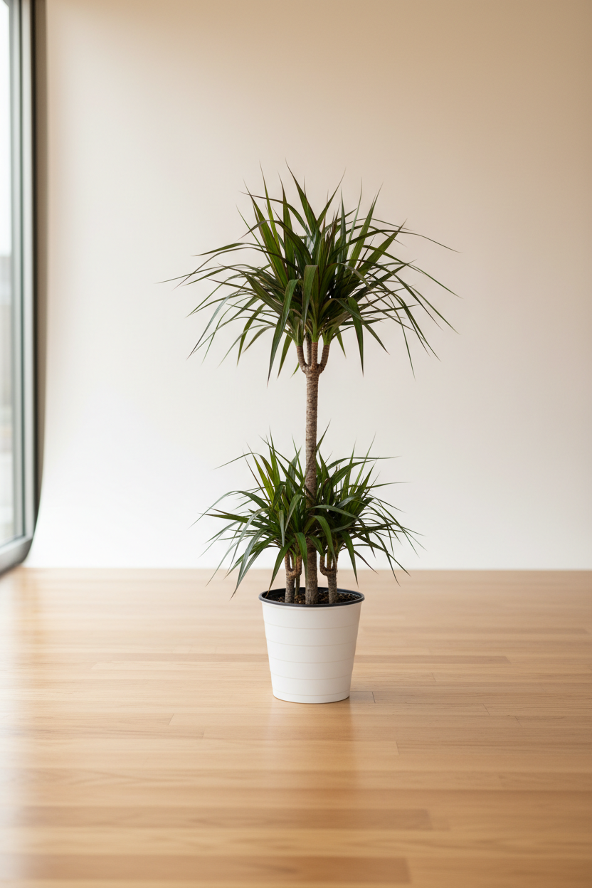Dracaena Marginata Cane