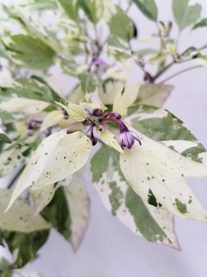 50 Variegated PURPLE TIGER PEPPER Trifetti Tricolor Capsicum Annuum Medium Hot Vegetable Seeds