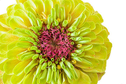 20 Organic QUEENY LIME MIX ZINNIA Elegans Mixed Colors Red Orange Yellow Pink Green Queen Flower Seeds