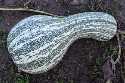 30 Green Striped CUSHAW SQUASH PUMPKIN (Tennessee Sweet Potato Squash) Cucurbita Mixta Vegetable Seeds