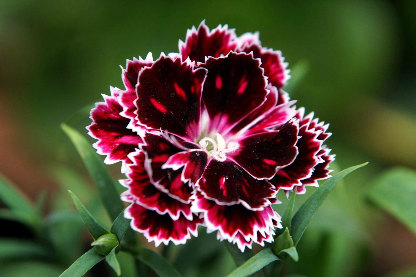 50 VELVET N LACE DIANTHUS Chinensis Black & White Flower Seeds