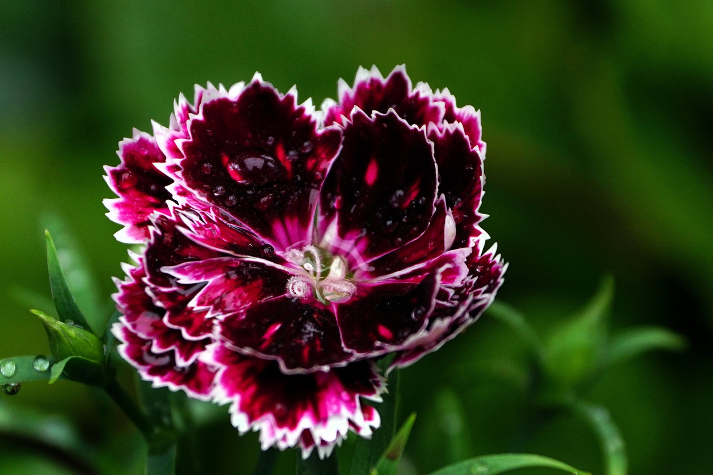 50 VELVET N LACE DIANTHUS Chinensis Black & White Flower Seeds