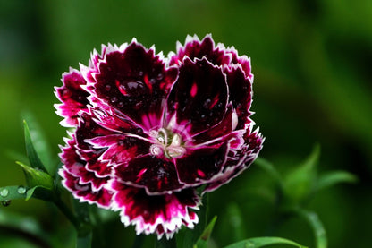 50 VELVET N LACE DIANTHUS Chinensis Black & White Flower Seeds
