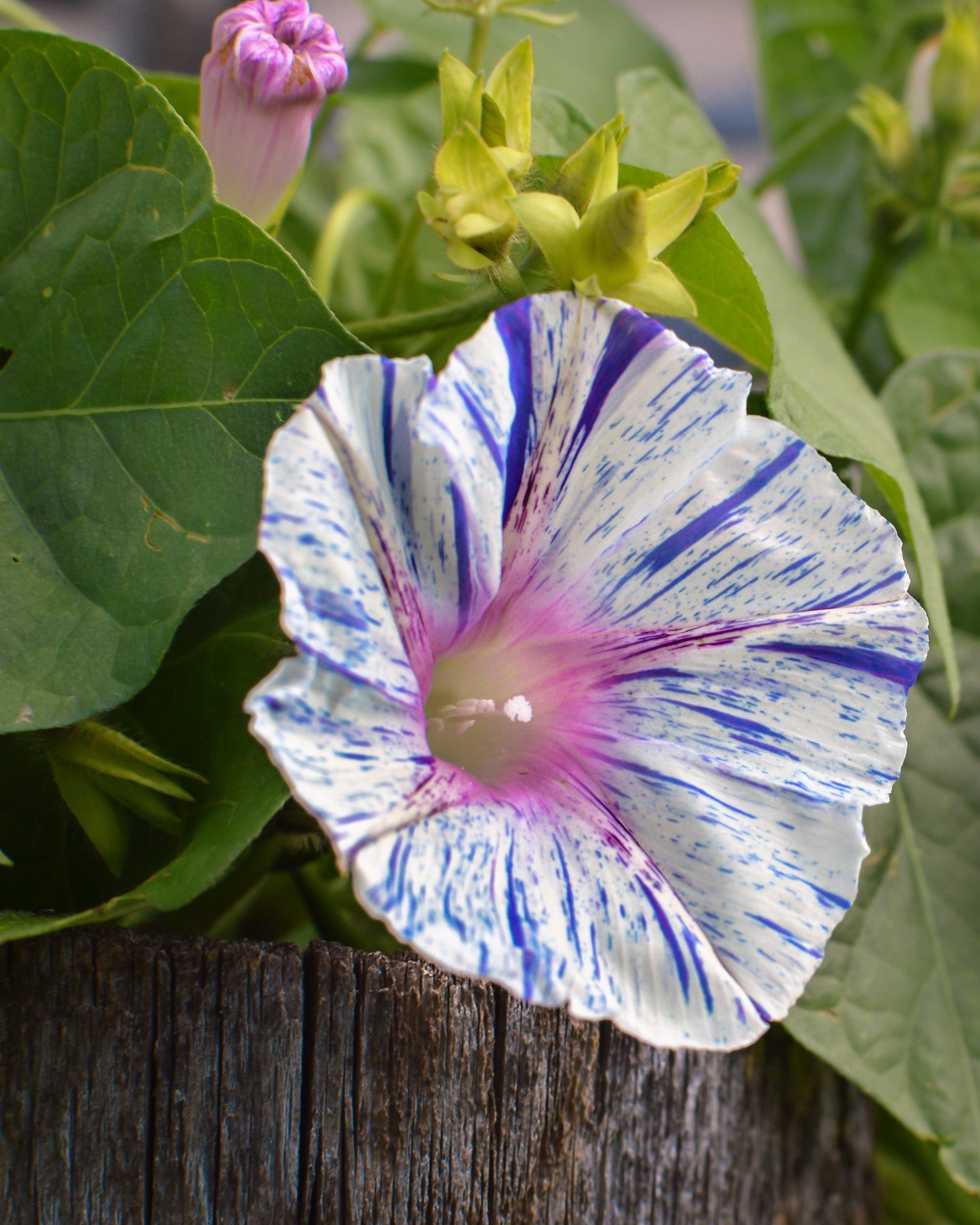 40 CARNEVALE di VENEZIA MORNING GLORY Pink & Purple with White Stripes Ipomoea Purpurea Flower Vine Seeds