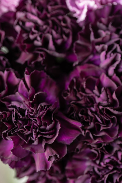 50 BLACK CARNATION King of Blacks Dianthus Caryophyllus Grenadin Double Flower Seeds