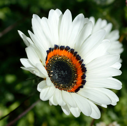 50 WHITE Zulu Prince CAPE DAISY Venidium Fastuosum Alba Flower Seeds