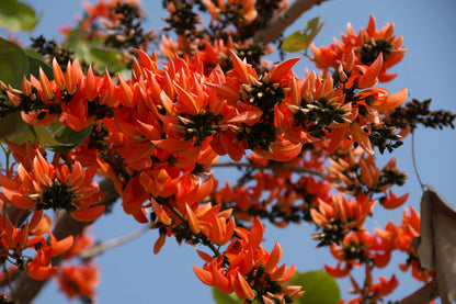 5 FLAME OF THE FOREST Tree Butea Monosperma Palash Orange Red Flower Seeds