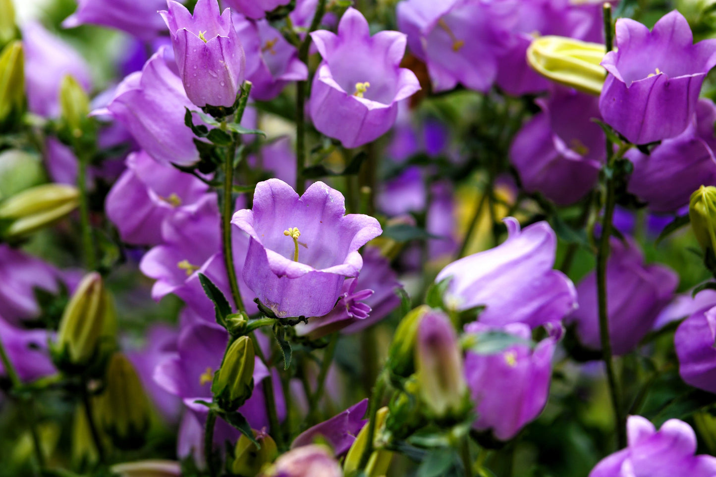 150 Mixed Colors CUP & SAUCER (Canterbury Bells) Campanula Medium Flower Seeds