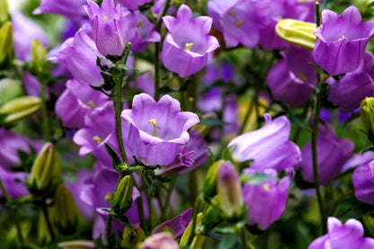 150 Mixed Colors CUP & SAUCER (Canterbury Bells) Campanula Medium Flower Seeds