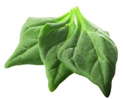 60 NEW ZEALAND SPINACH Tetragonia Tetragonioides Vegetable Greens Seeds