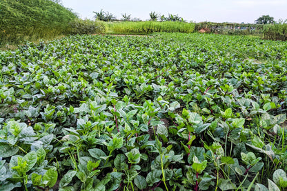 50 RED Stem MALABAR SPINACH Red Vine Ceylon Basella Alba Rubra Vegetable Seeds