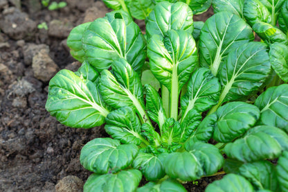 1000 TATSOI Brassica Rapa Rosularis Tat Soi Bok Choy Spinach Mustard Vegetable Seeds