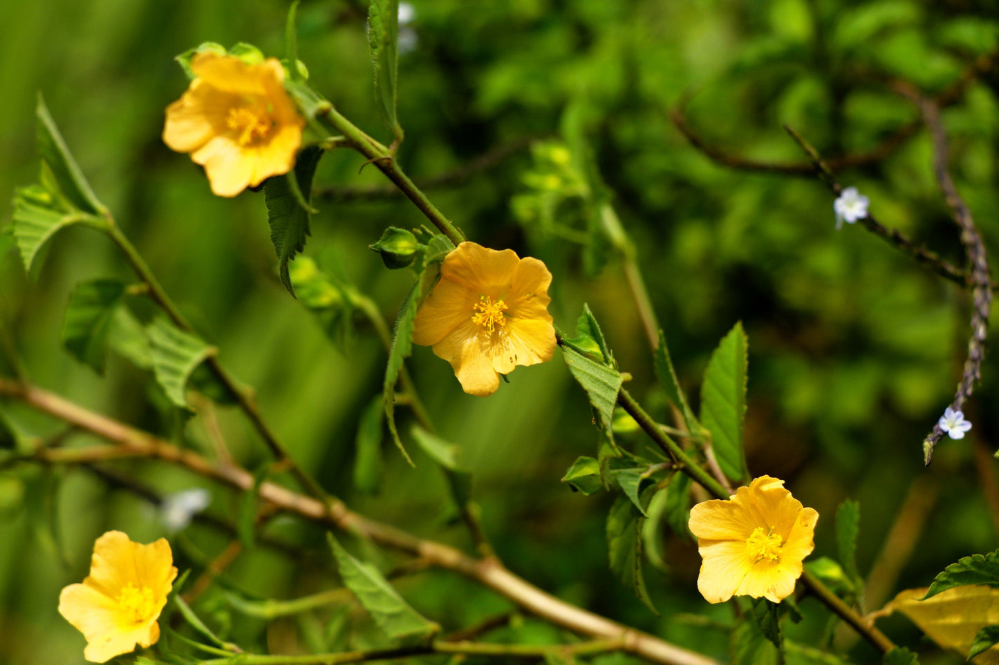 100 COUNTRY MALLOW (Bala / Flannel Weed) Sida Cordifolia Flower Seeds