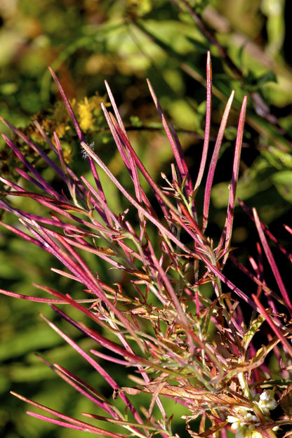 100 CINNAMON WILLOWHERB Eastern Purpleleaf Epilobium Coloratum Flower Seeds