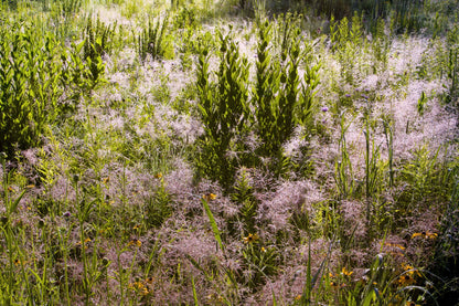 100 PURPLE LOVEGRASS Eragrostis Spectabilis Native Love Grass Flower Seeds