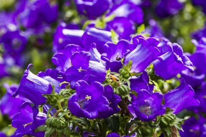 150 Mixed Colors CUP & SAUCER (Canterbury Bells) Campanula Medium Flower Seeds