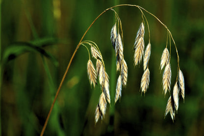 100 PRAIRIE BROME Arctic Brome Ornamental Grass Bromus Kalmii Seeds