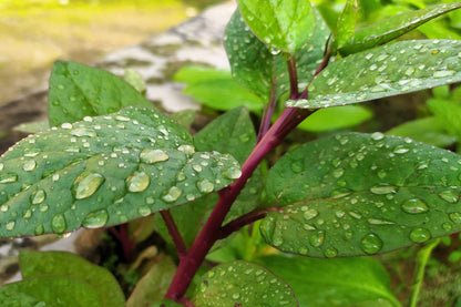 50 RED Stem MALABAR SPINACH Red Vine Ceylon Basella Alba Rubra Vegetable Seeds