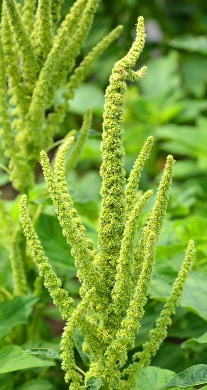 200 GREEN THUMB AMARANTHUS Hypochondriacus Prince’s Feather Amaranth Flower Seeds