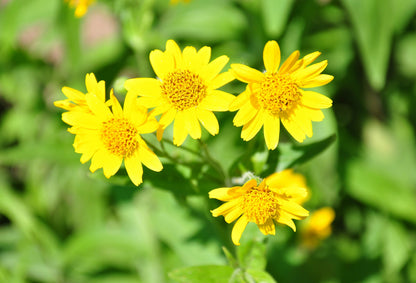 20 MEADOW ARNICA Chamissonis Silver American Native Yellow Flower Herb Seeds