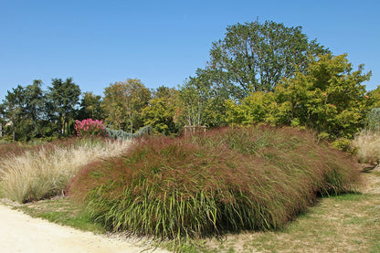 100 RUBY SILK LOVEGRASS Ornamental Love Grass Eragrostis Tef Seeds