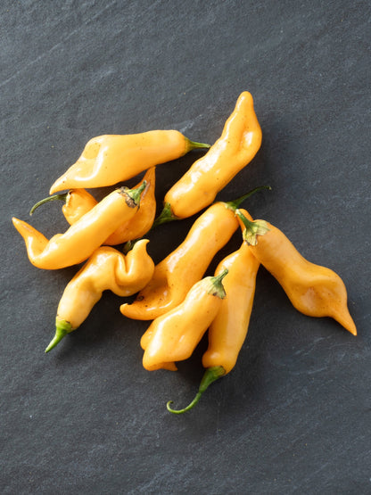 25 Aji SUGAR RUSH PEACH PEPPER Hot Sweet Fruity Capsicum Baccatum Vegetable Seeds