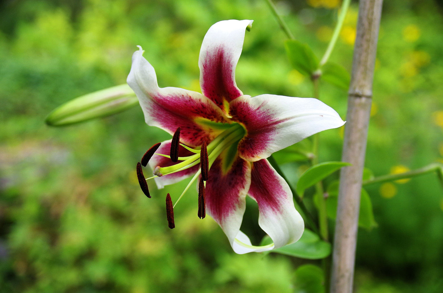 5 NEPAL LILY Green & Maroon Lilium Nepalense Fragrant Flower Seeds