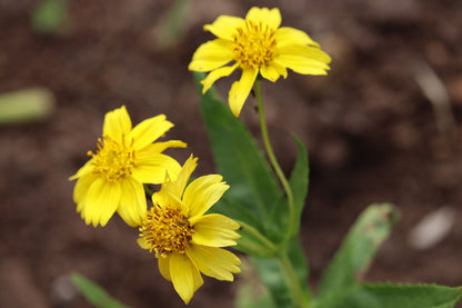 20 MEADOW ARNICA Chamissonis Silver American Native Yellow Flower Herb Seeds