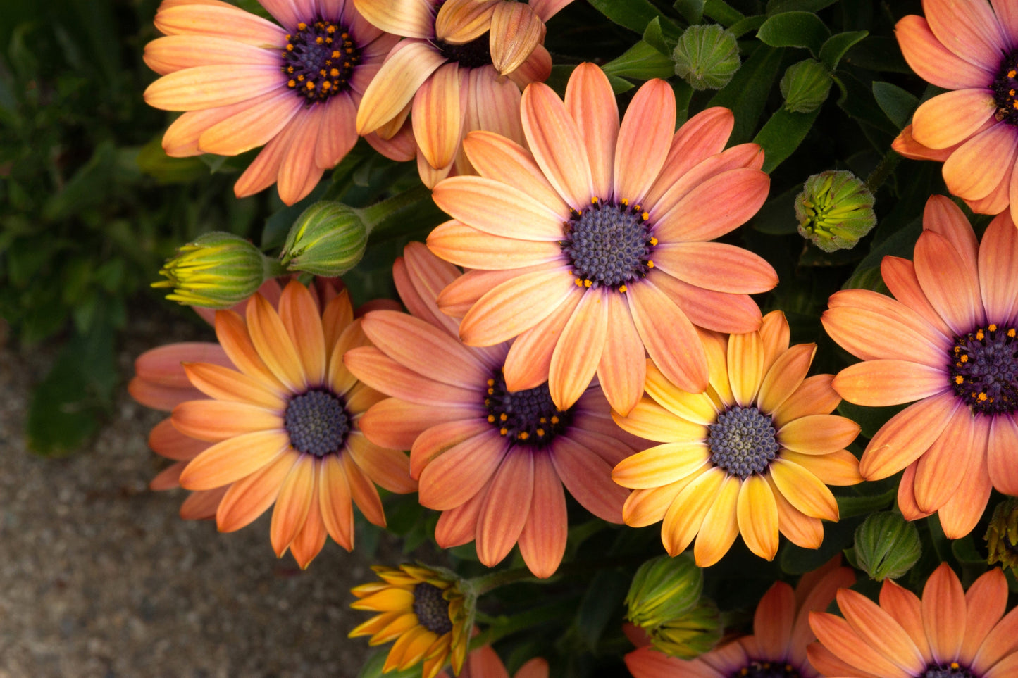 25 SALMON AFRICAN DAISY Dimorphotheca Sinuata Apricot Flower Seeds