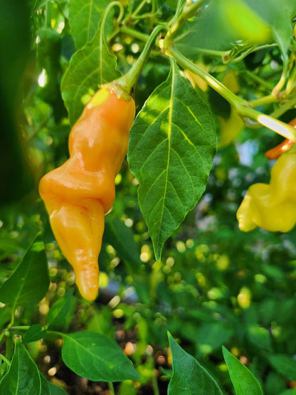 25 Aji SUGAR RUSH PEACH PEPPER Hot Sweet Fruity Capsicum Baccatum Vegetable Seeds