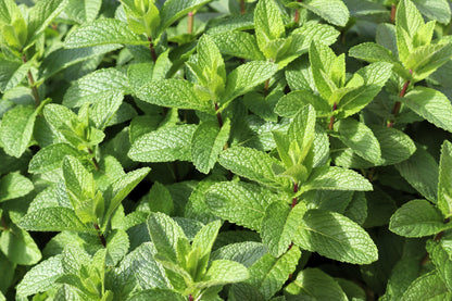 50 WHITE WOOD MINT Mentha Arvensis Wild Field Herb Flower Seeds