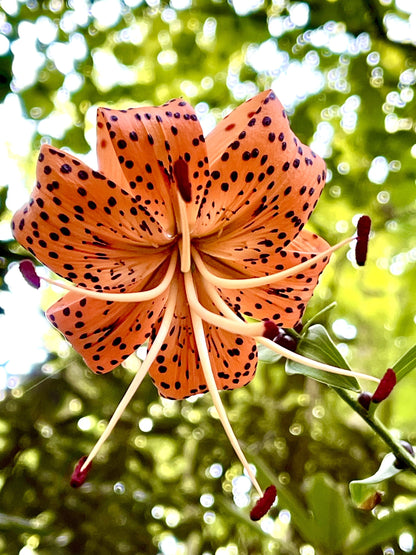 20 Orange TURKS CAP Tiger LILY Lilium Superbum Heirloom Native Perennial Flower Seeds