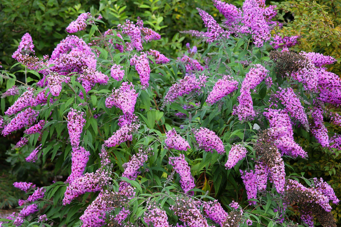 50 VIOLET BUTTERFLY BUSH Buddleja Davidii Purple Flower Seeds