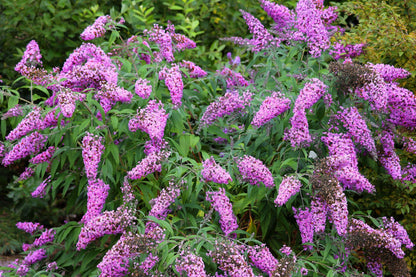 50 VIOLET BUTTERFLY BUSH Buddleja Davidii Purple Flower Seeds