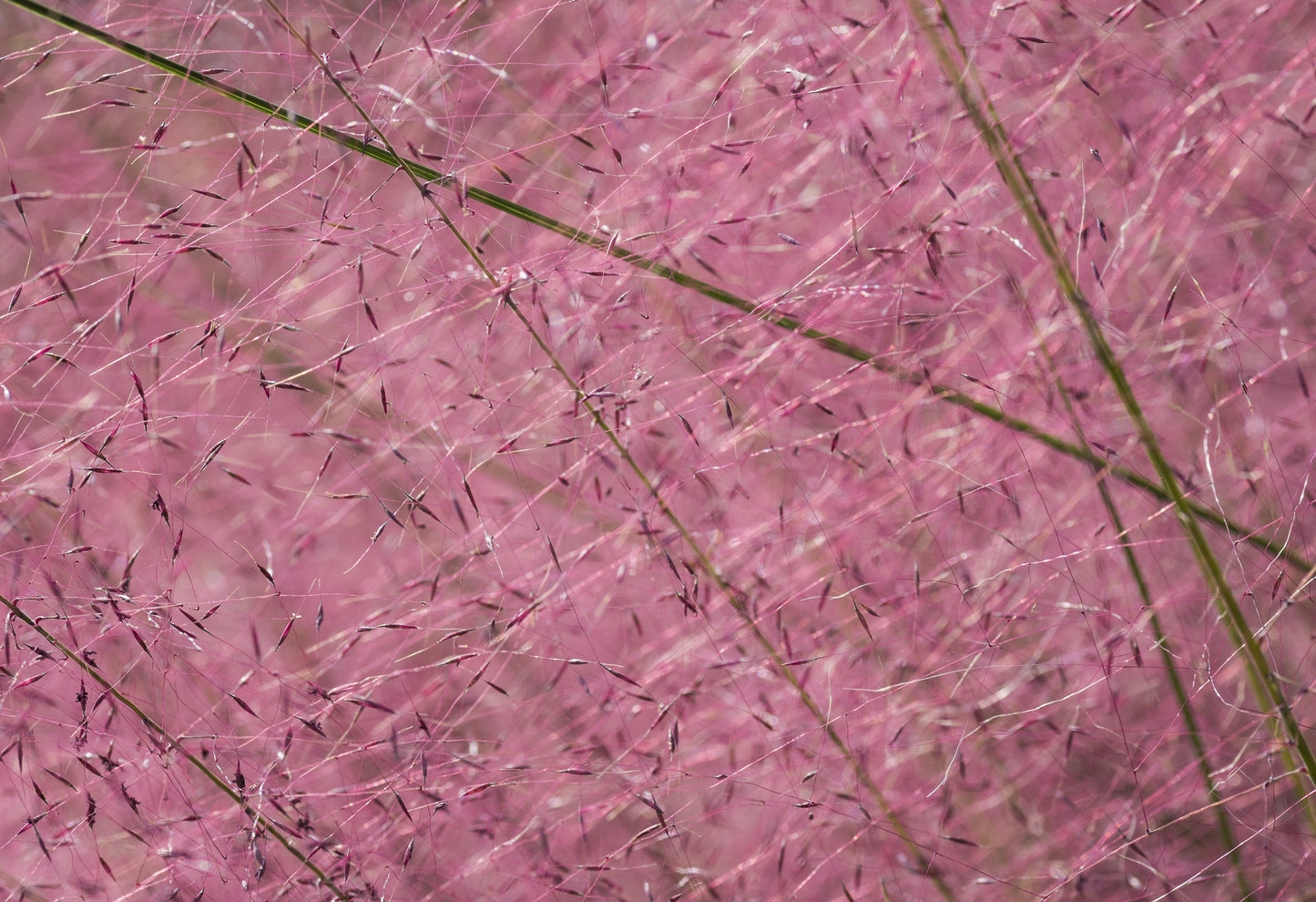 100 PURPLE LOVEGRASS Eragrostis Spectabilis Native Love Grass Flower Seeds