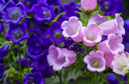 150 Mixed Colors CUP & SAUCER (Canterbury Bells) Campanula Medium Flower Seeds