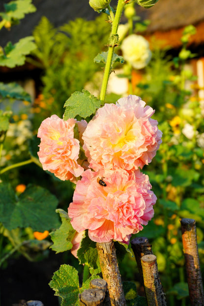 50 Dwarf Double HOLLYHOCK MAJORETTE MIX Alcea Rosea Red Pink White Maroon Yellow Mixed Color Flower Seeds